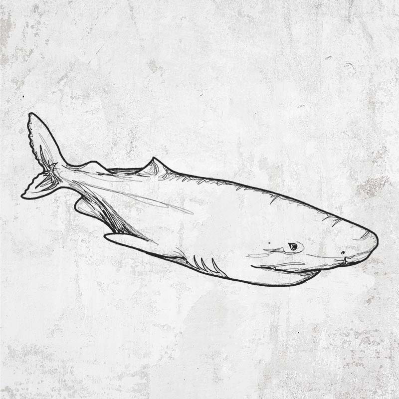Greenland Shark
