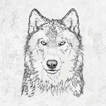 Detailed illustration Grey wolf