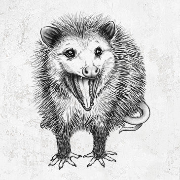 Hissing Opossum drawing