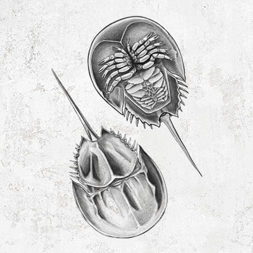Horseshoe Crab Themed Apparel & Gifts | Because Tees