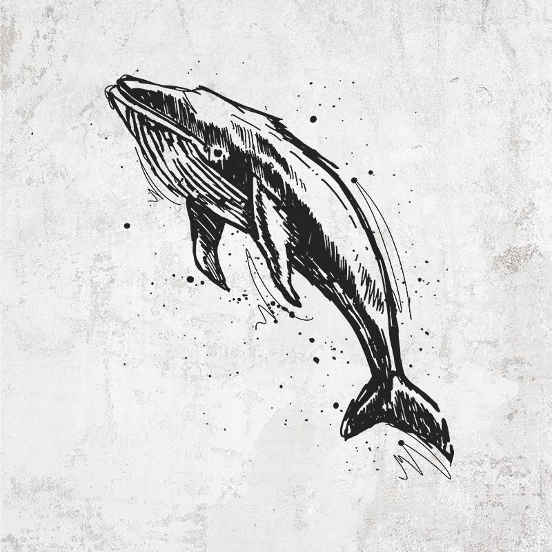 Humpback Whale