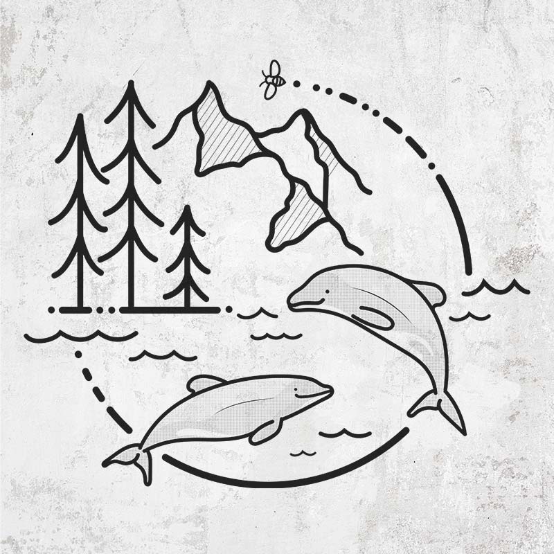 It's All Connected - Maui Dolphins
