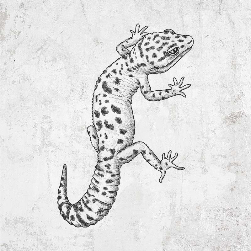 Leopard Gecko drawing on leopard gecko shirts, clothing and gifts