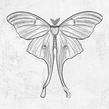 Luna Moth Graceful Apparel and Accessories