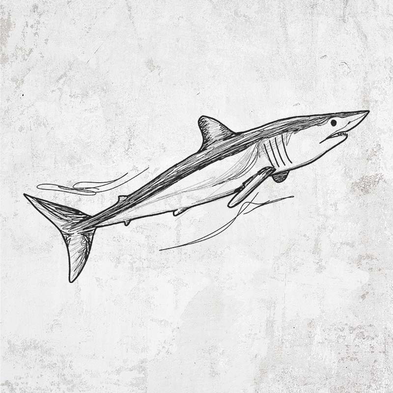 Mako Shark