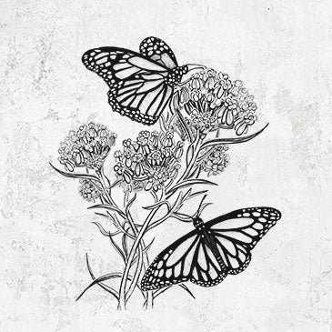 Narrowleaf Milkweed with Monarchs