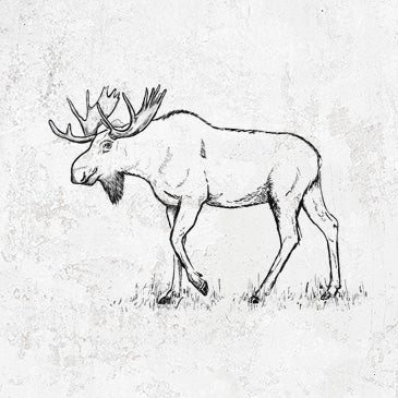 Hand-drawn bull moose for moose shirts and gifts collection