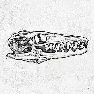 Mosasaur Skull illustration on shirts and gifts