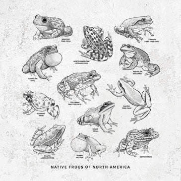 Hand illustrated frog chart with 12 native frogs of North America
