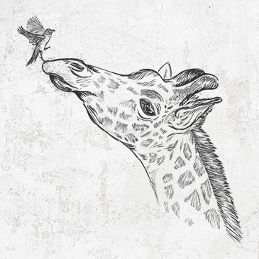Northern giraffe clothing and gifts drawing