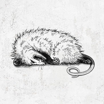 Hand-drawn illustration of an opossum playing dead, curled up in its signature defense pose