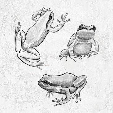 Illustrated Pacific Tree Frogs trio on nature shirt design