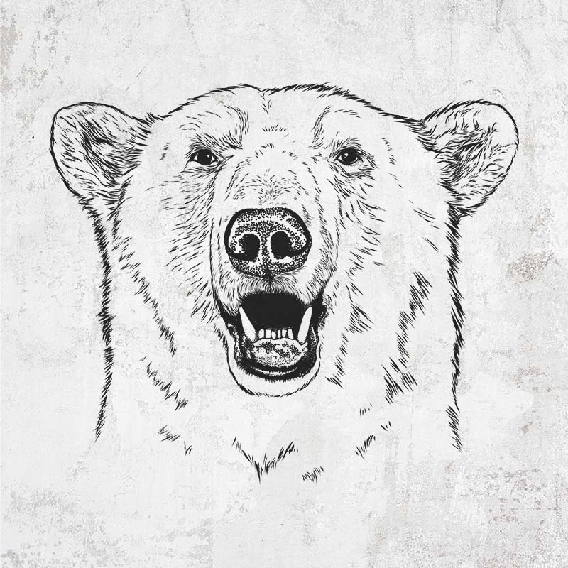Hand-drawn Polar Bear Design