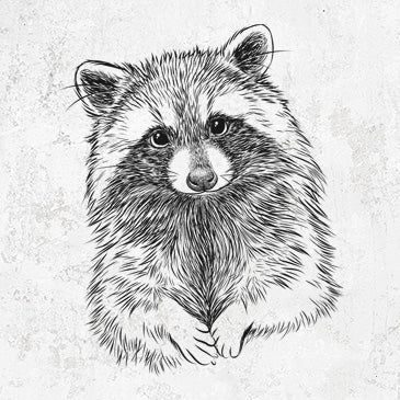 Raccoon clothing and gifts drawing