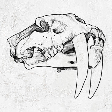 Saber-toothed Tiger Skull drawing on apparel