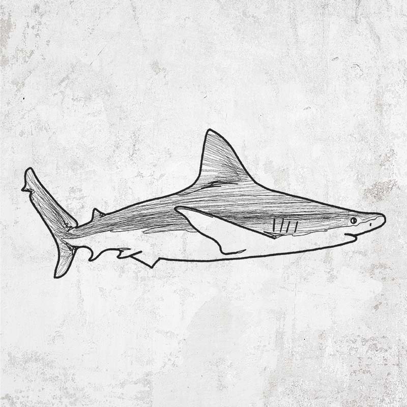 Silvertip Shark Side