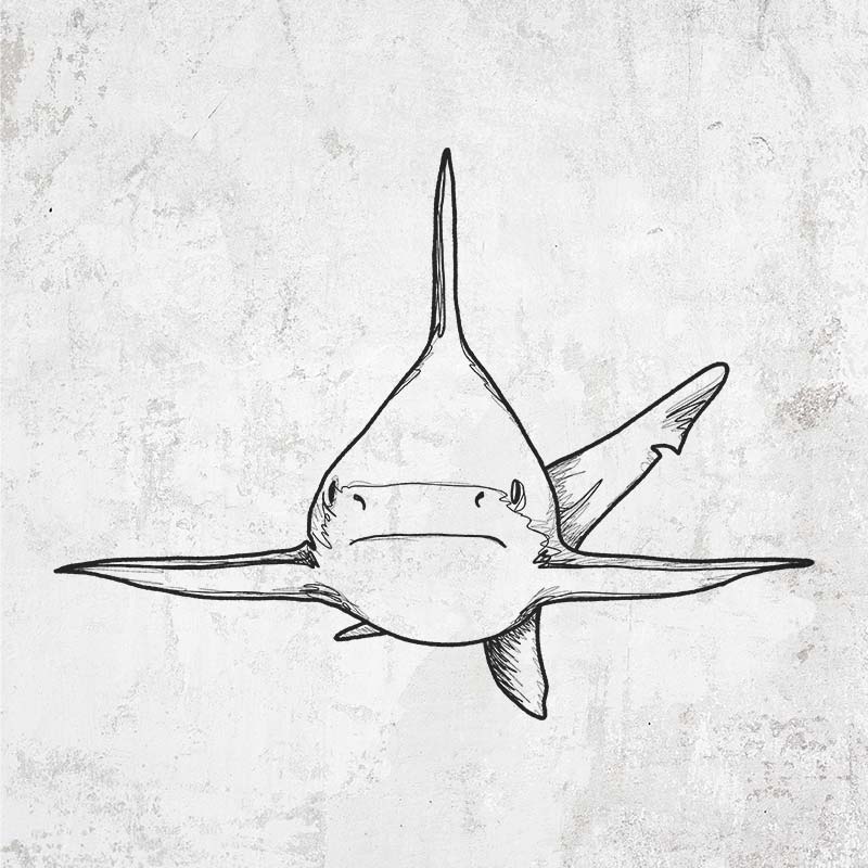 Silvertip Shark Front