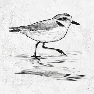 Western Snowy Plover drawing on clothing and gifts