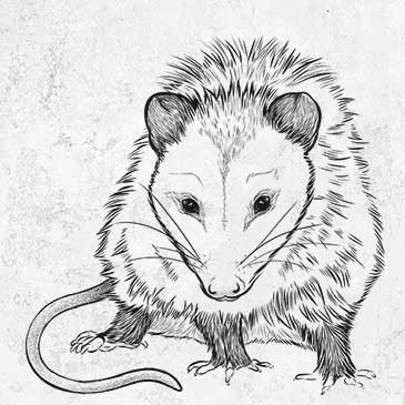 Detailed pen-and-ink illustration of a Virginia opossum (Didelphis virginiana), nature t-shirt design