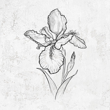 Hand-drawn Wall Iris Botanical Design