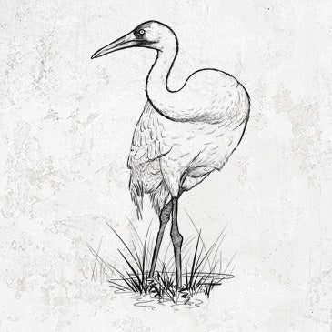 Whooping Crane Inspired Collection - Elegant Apparel and Gifts
