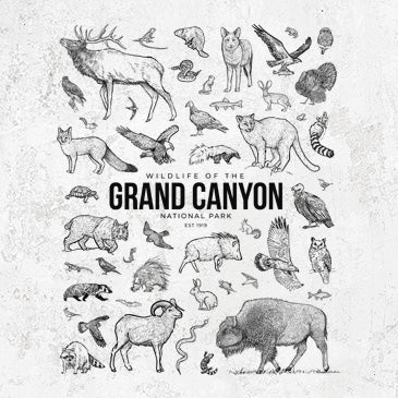 Hand-drawn collection of Grand Canyon National Park wildlife including elk, bighorn sheep, condors, coyotes, and native animals in black ink