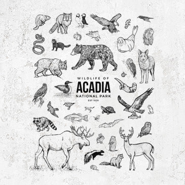 Wildlife of Acadia National Park