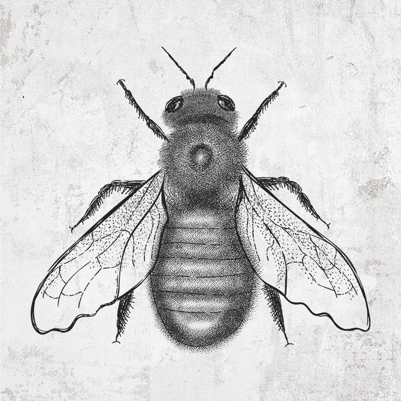 Hand-drawn Carpenter Bee Illustration