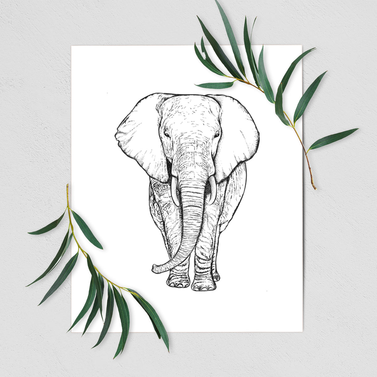 Art print of a black ink line drawing of an African elephant facing forward with large ears and tusks, shown with eucalyptus leaves.