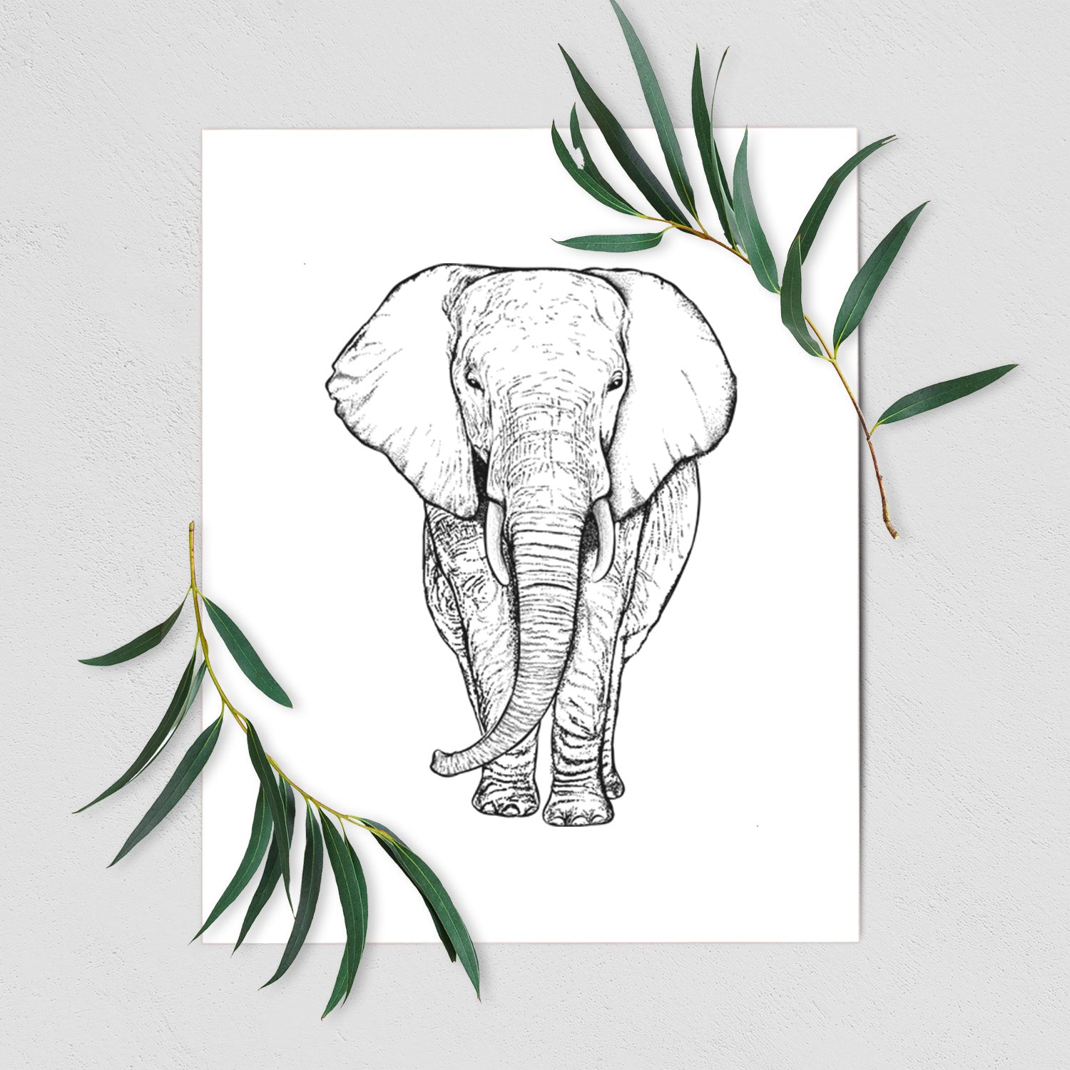 Art print of a black ink line drawing of an African elephant facing forward with large ears and tusks, shown with eucalyptus leaves.