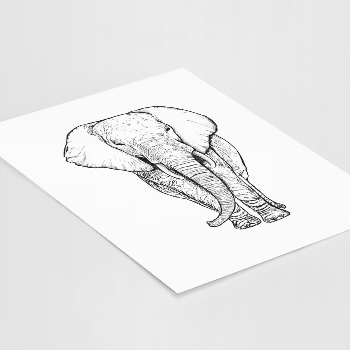 Art print of a black ink line drawing of an African elephant facing forward with large ears and tusks, lying at an angle on a white surface.