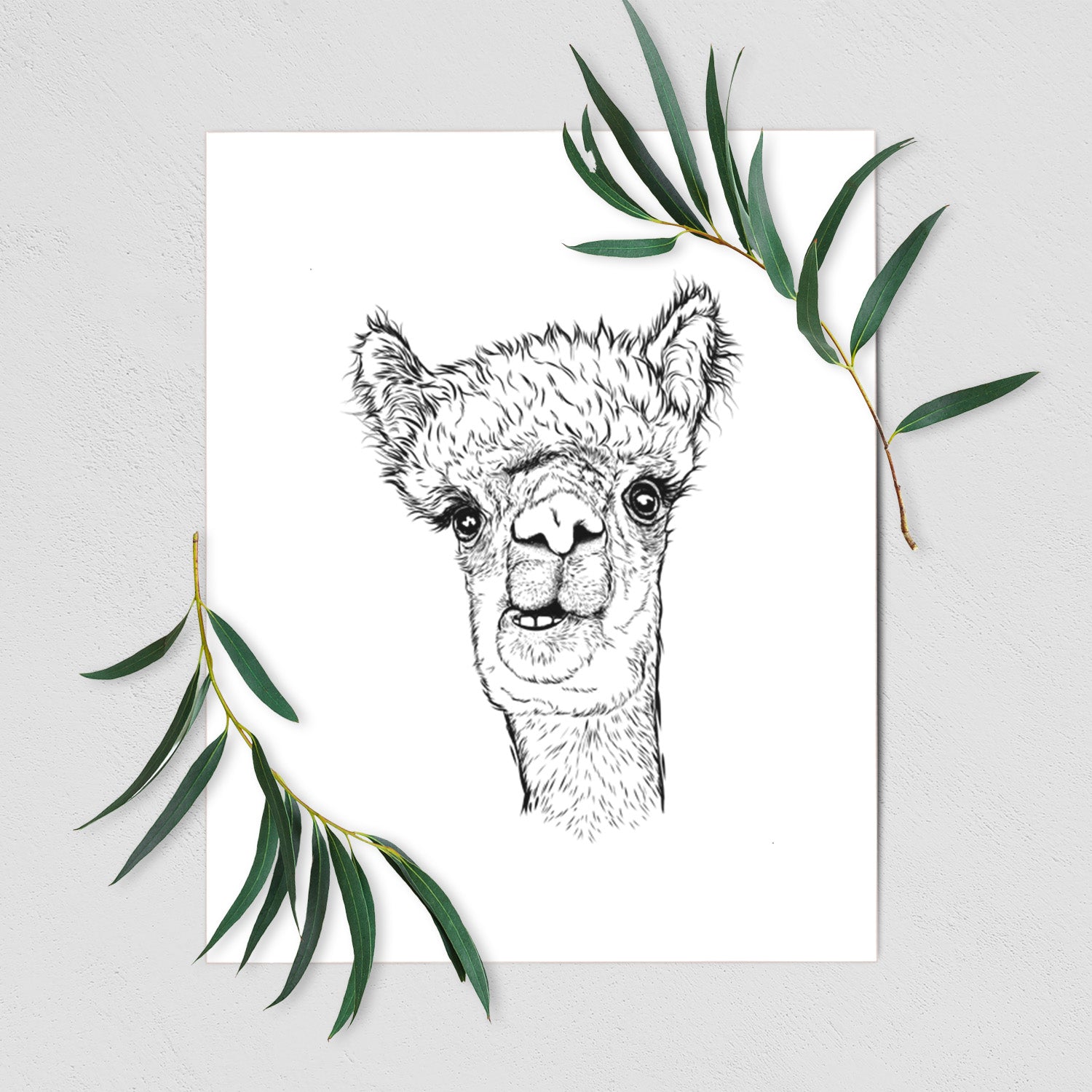 Art print of a detailed black ink portrait of a fluffy alpaca's head and neck, shown with eucalyptus leaves.