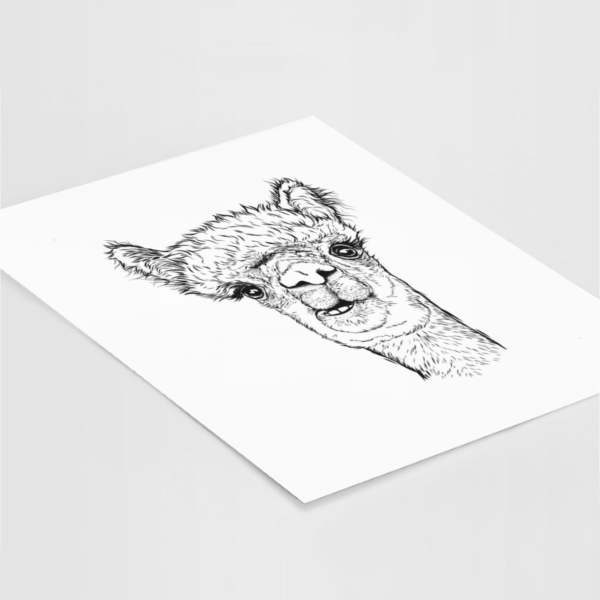 Art print of a detailed black ink portrait of a fluffy alpaca's head and neck, lying at an angle on a white surface.