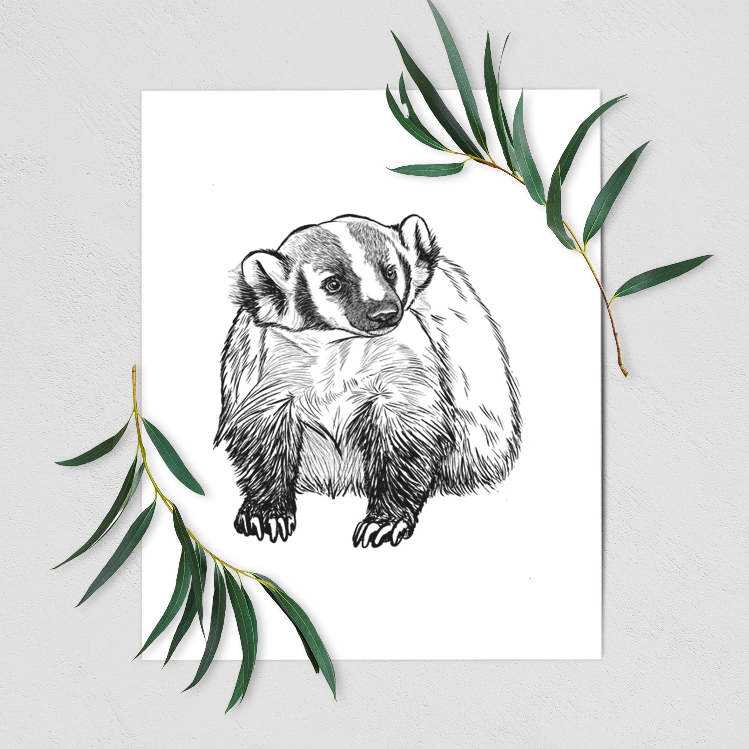 Art print of a detailed black ink illustration of an American badger facing forward, shown with eucalyptus leaves.