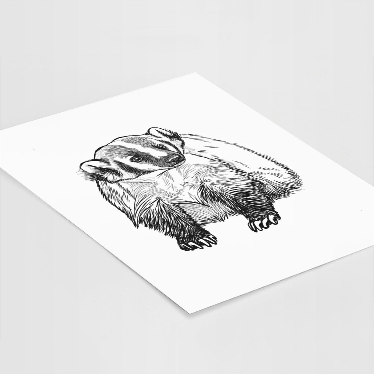 Art print of a detailed black ink illustration of an American badger facing forward, lying at an angle on a white surface.