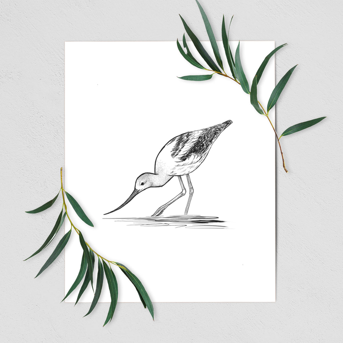 Art print of a detailed black ink sketch of an American avocet wading in shallow water, shown with eucalyptus leaves.