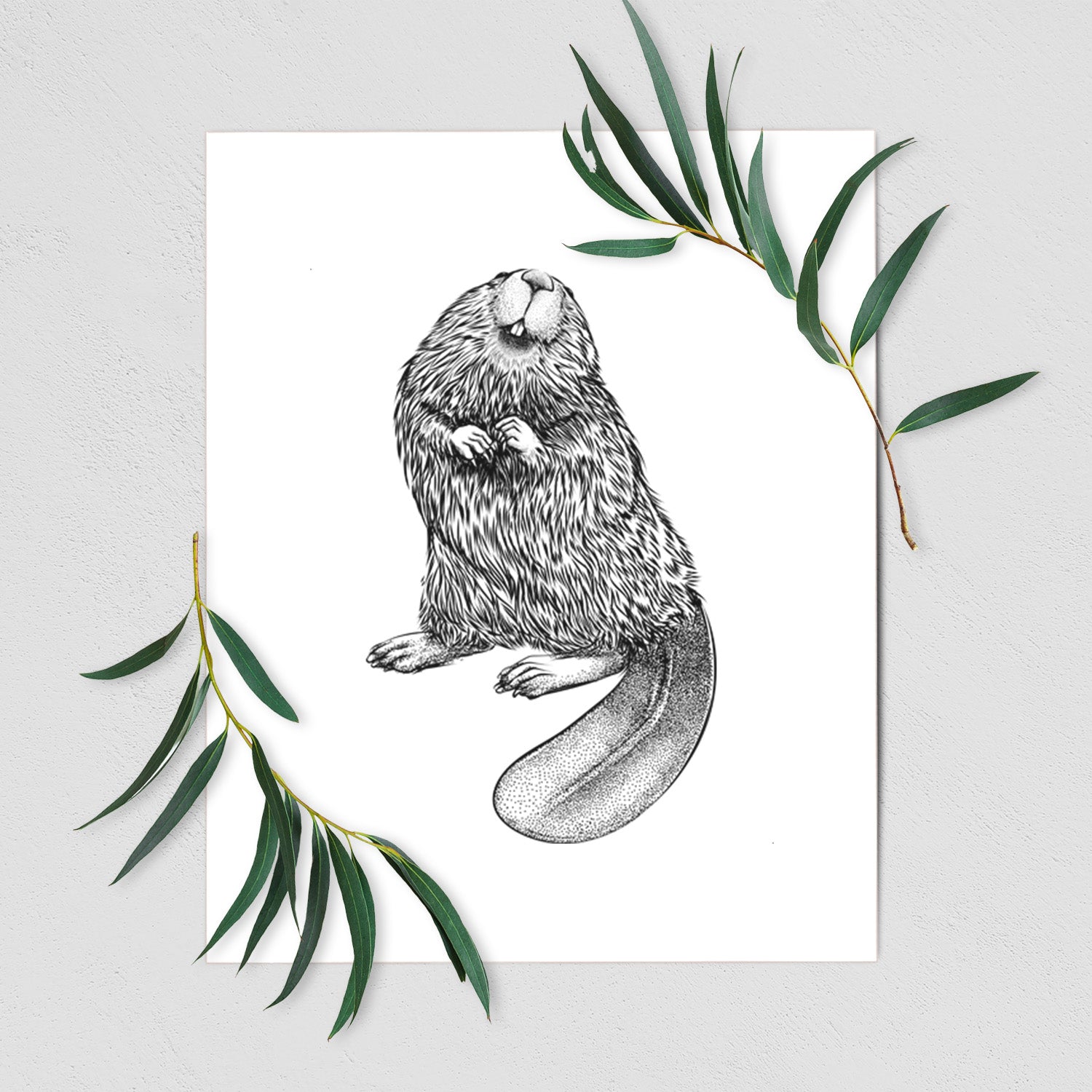 Art print of a detailed black ink illustration of an American beaver sitting upright with its flat tail, shown with eucalyptus leaves.