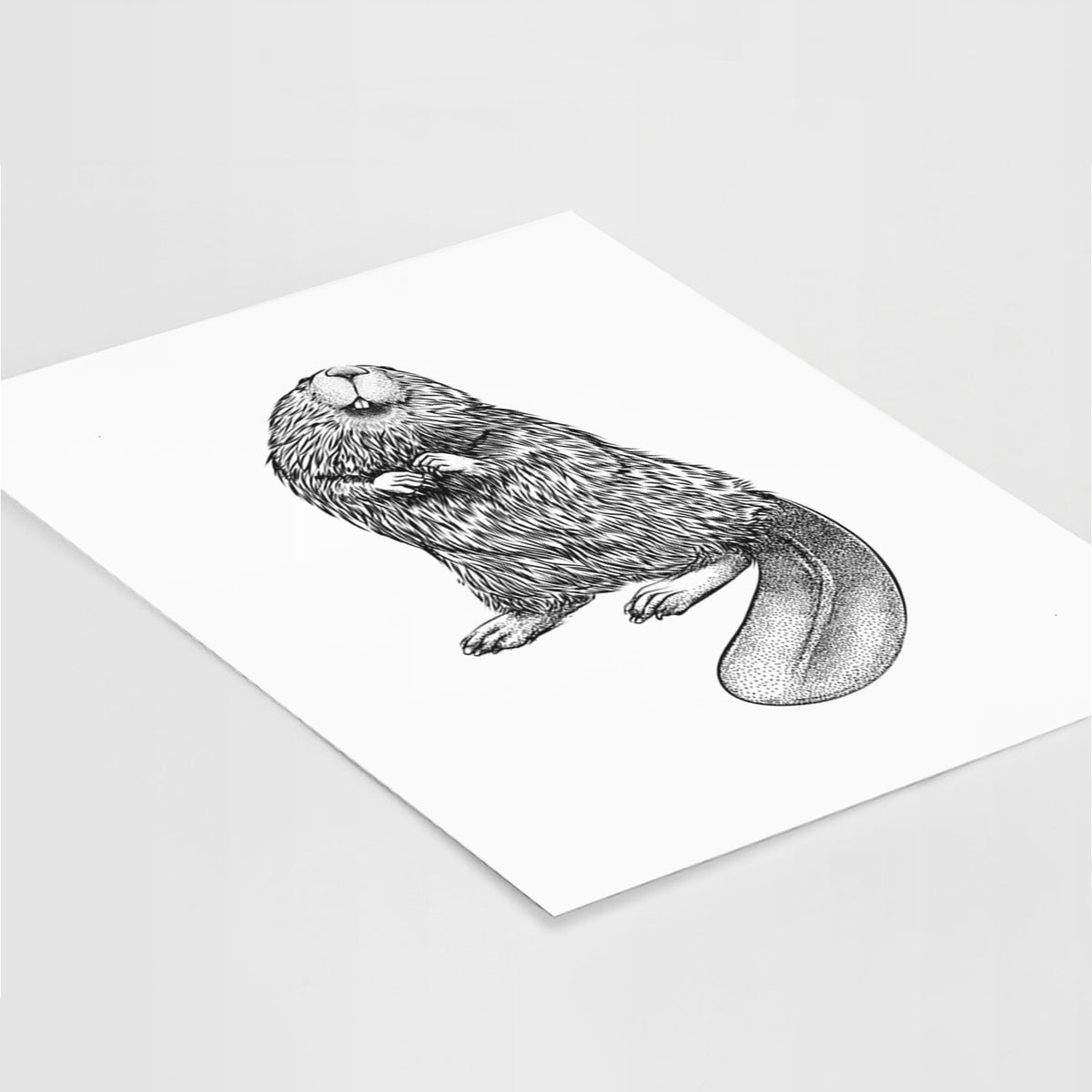 Art print of a detailed black ink illustration of an American beaver sitting upright with its flat tail, lying at an angle on a white surface.