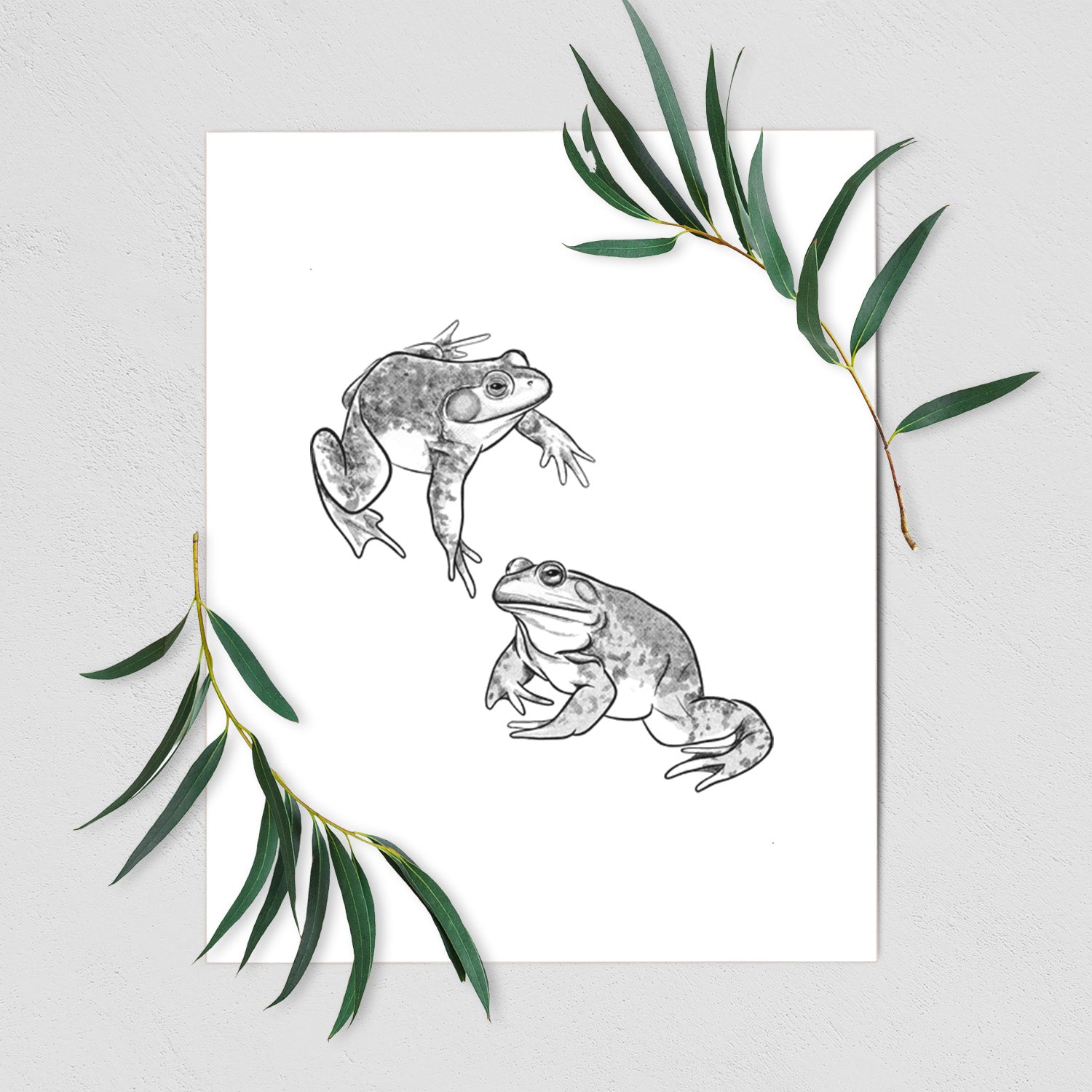 Art print of a detailed black ink illustration of two American bullfrogs, shown with eucalyptus leaves.