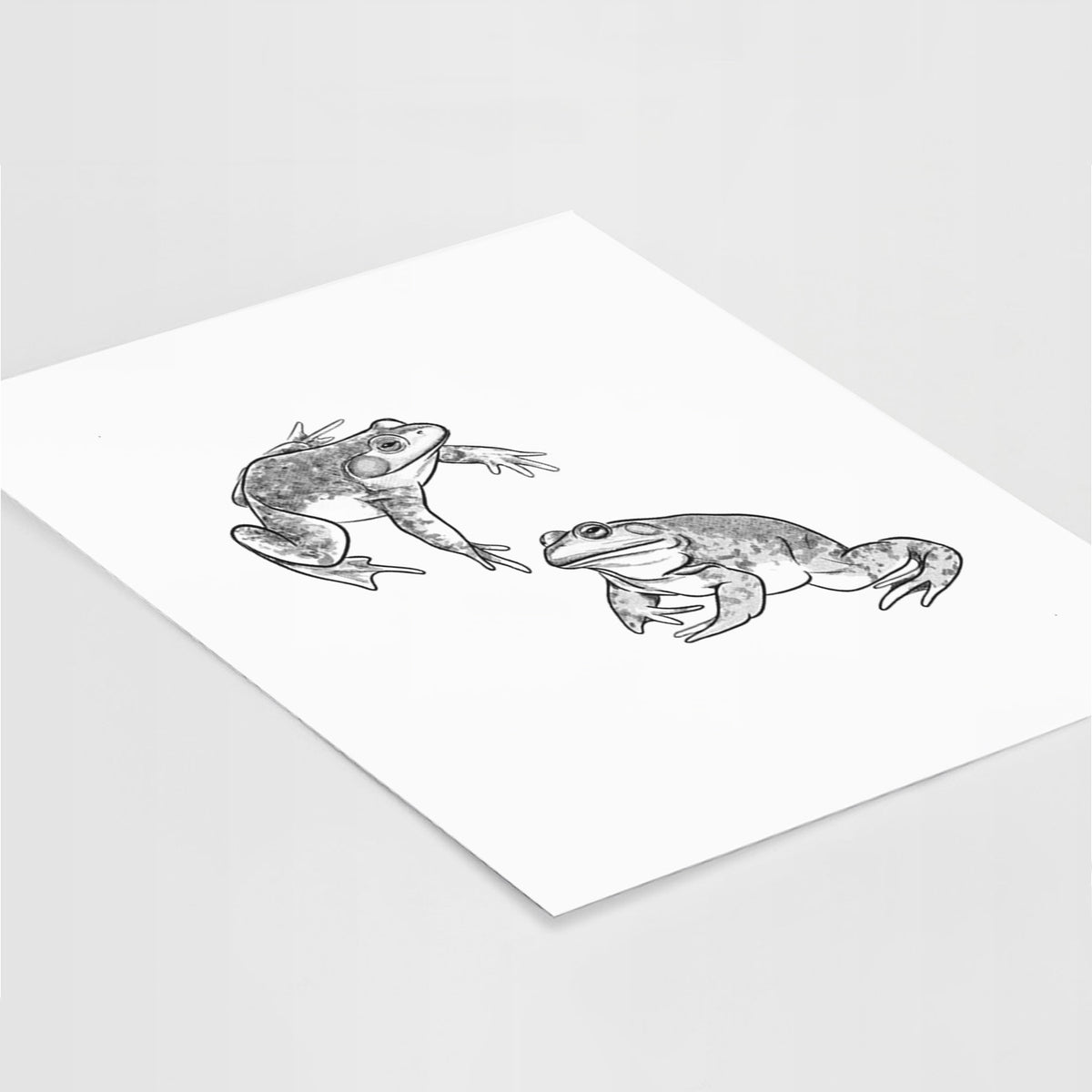 Art print of a detailed black ink illustration of two American bullfrogs, lying at an angle on a white surface.