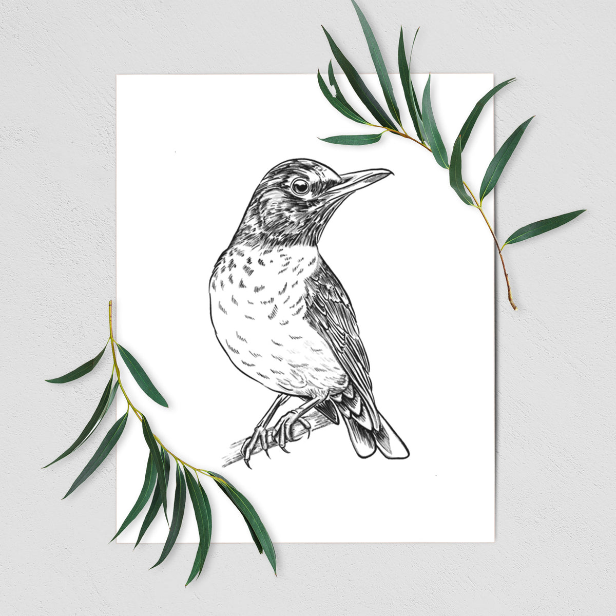 Art print of a detailed black ink sketch of an American robin perched on a branch, shown with eucalyptus leaves.