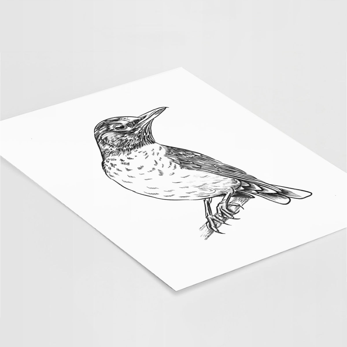 Art print of a detailed black ink sketch of an American robin perched on a branch, lying at an angle on a white surface.