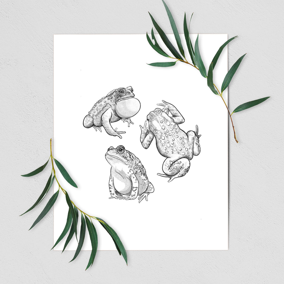Art print of a black ink illustration of three American toads, shown with eucalyptus leaves.