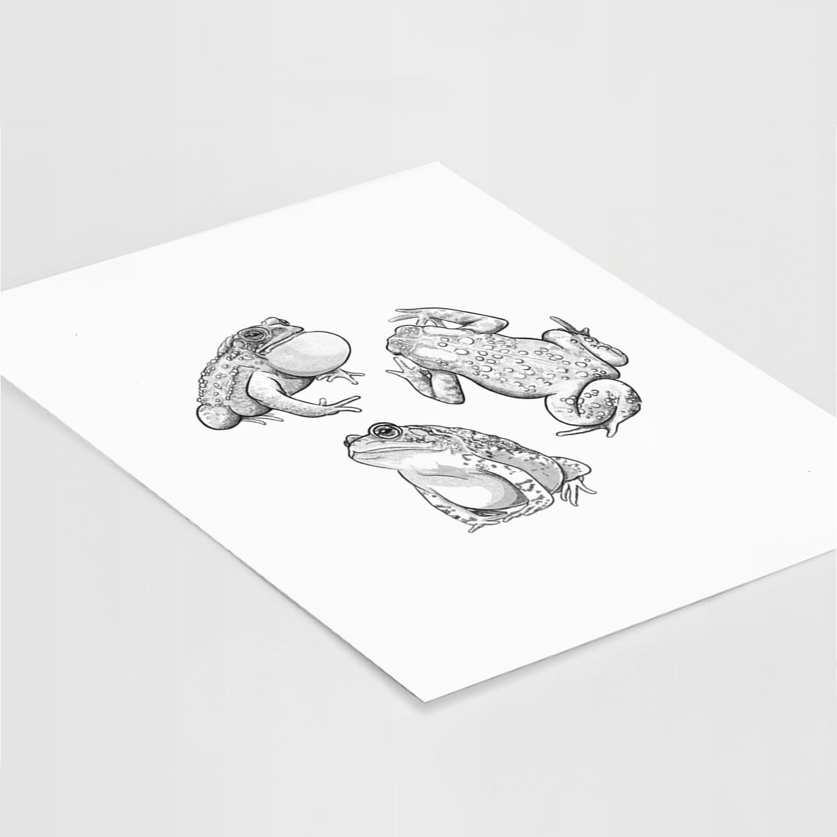 Art print of a black ink illustration of three American toads, lying at an angle on a white surface.