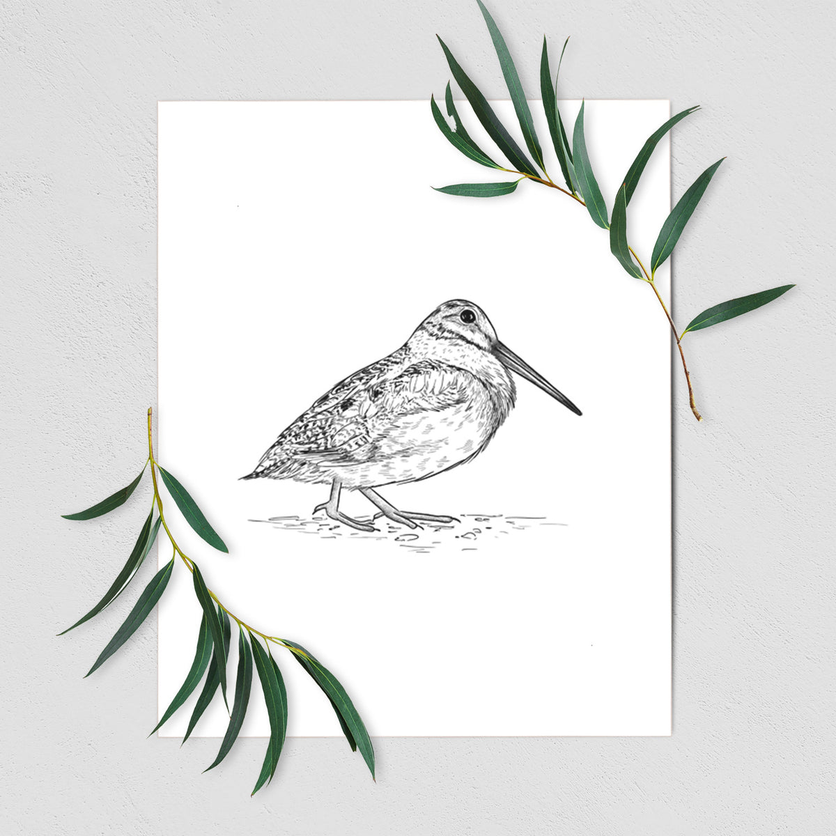 Art print of a detailed black ink sketch of an American woodcock standing on the ground, shown with eucalyptus leaves.