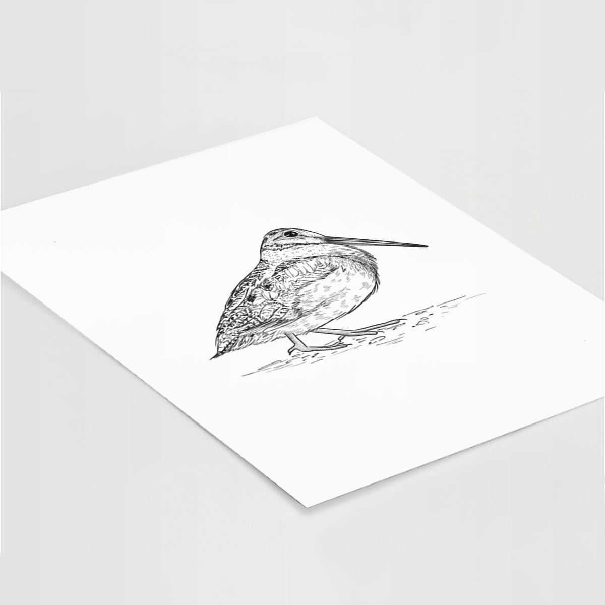 Art print of a detailed black ink sketch of an American woodcock standing on the ground, lying at an angle on a white surface.
