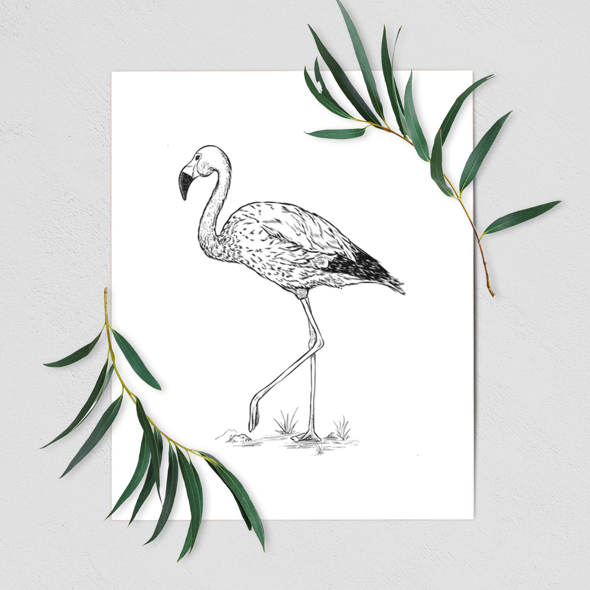 Art print of a black ink illustration of an Andean flamingo standing on one leg, shown with eucalyptus leaves.
