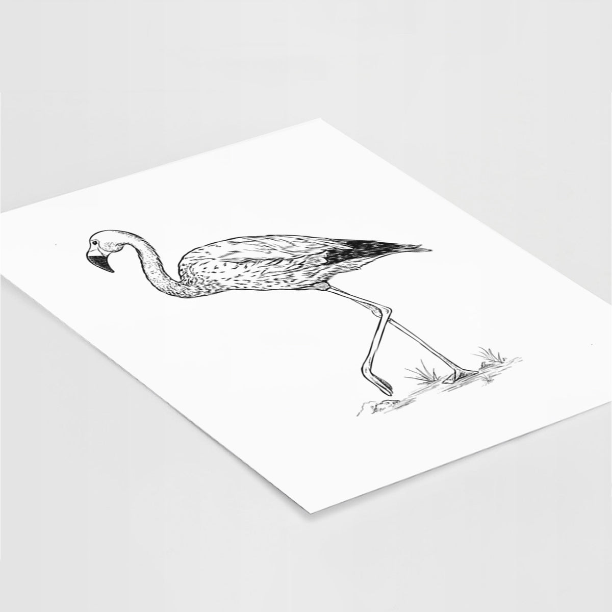 Art print of a black ink illustration of an Andean flamingo standing on one leg, lying at an angle on a white surface.
