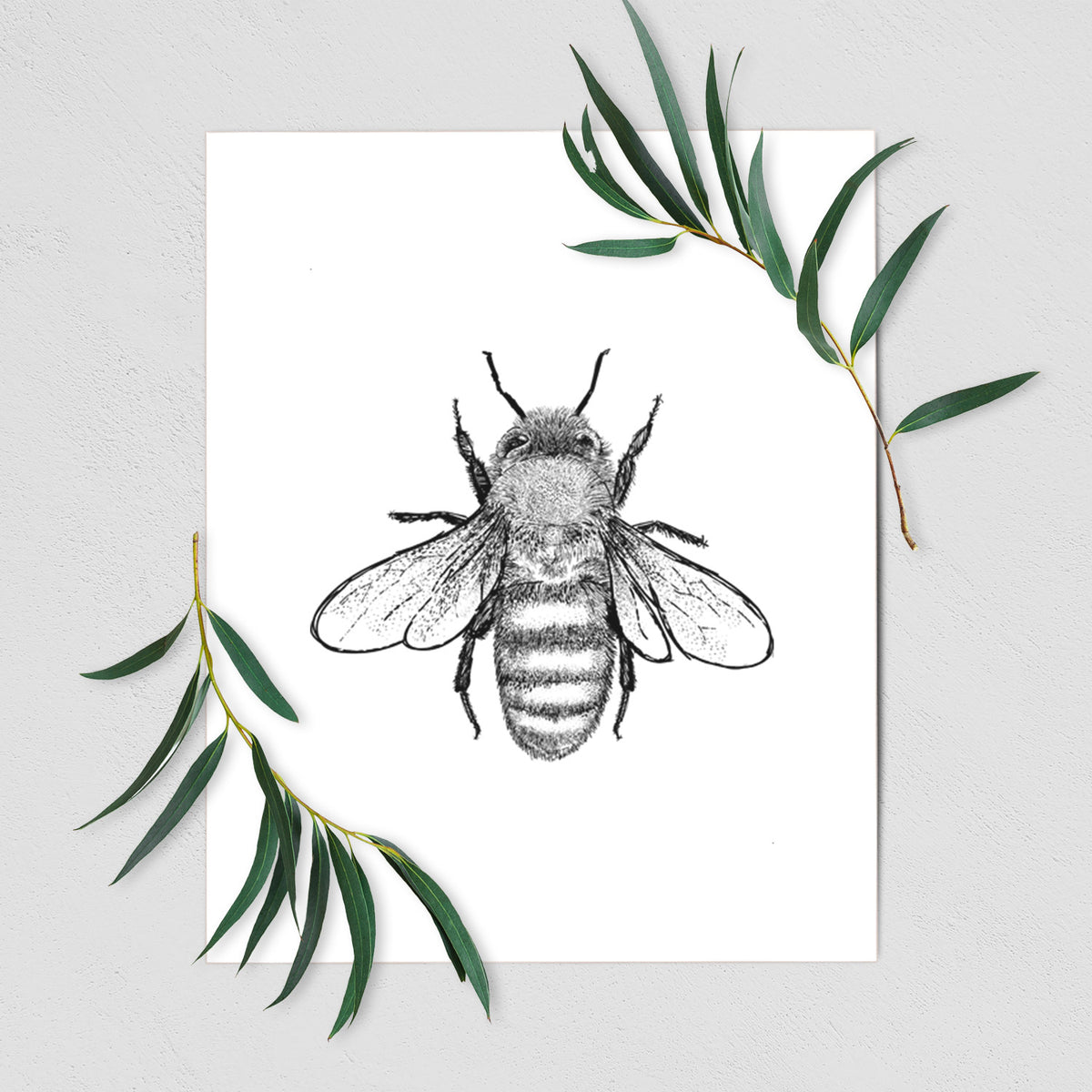 Art print of a detailed black ink illustration of a honey bee with its wings spread, seen from above, shown with eucalyptus leaves.