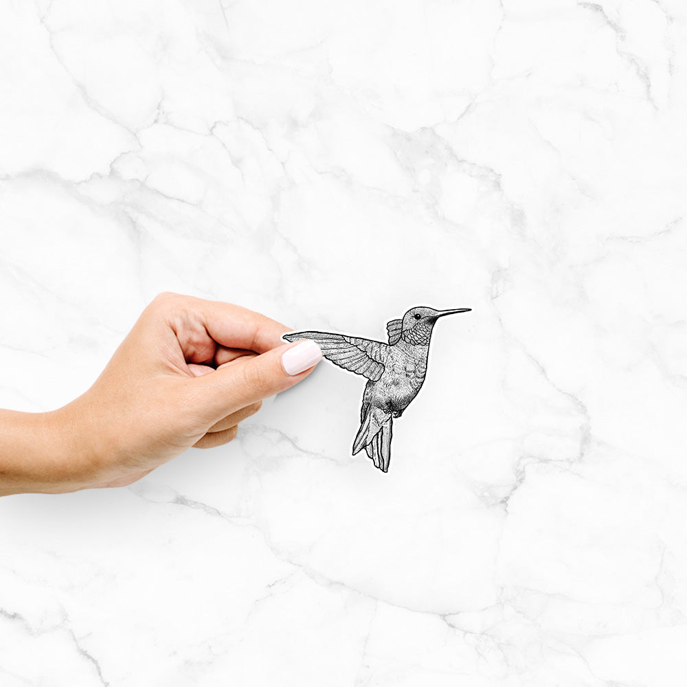 Hand holding a 4 inch vinyl decal of a black ink sketch of a ruby-throated hummingbird hovering with its wings raised.